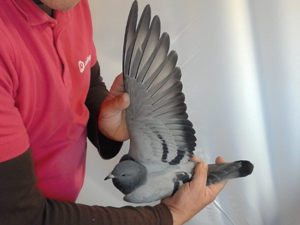 Pigeon image