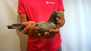 Pigeon image