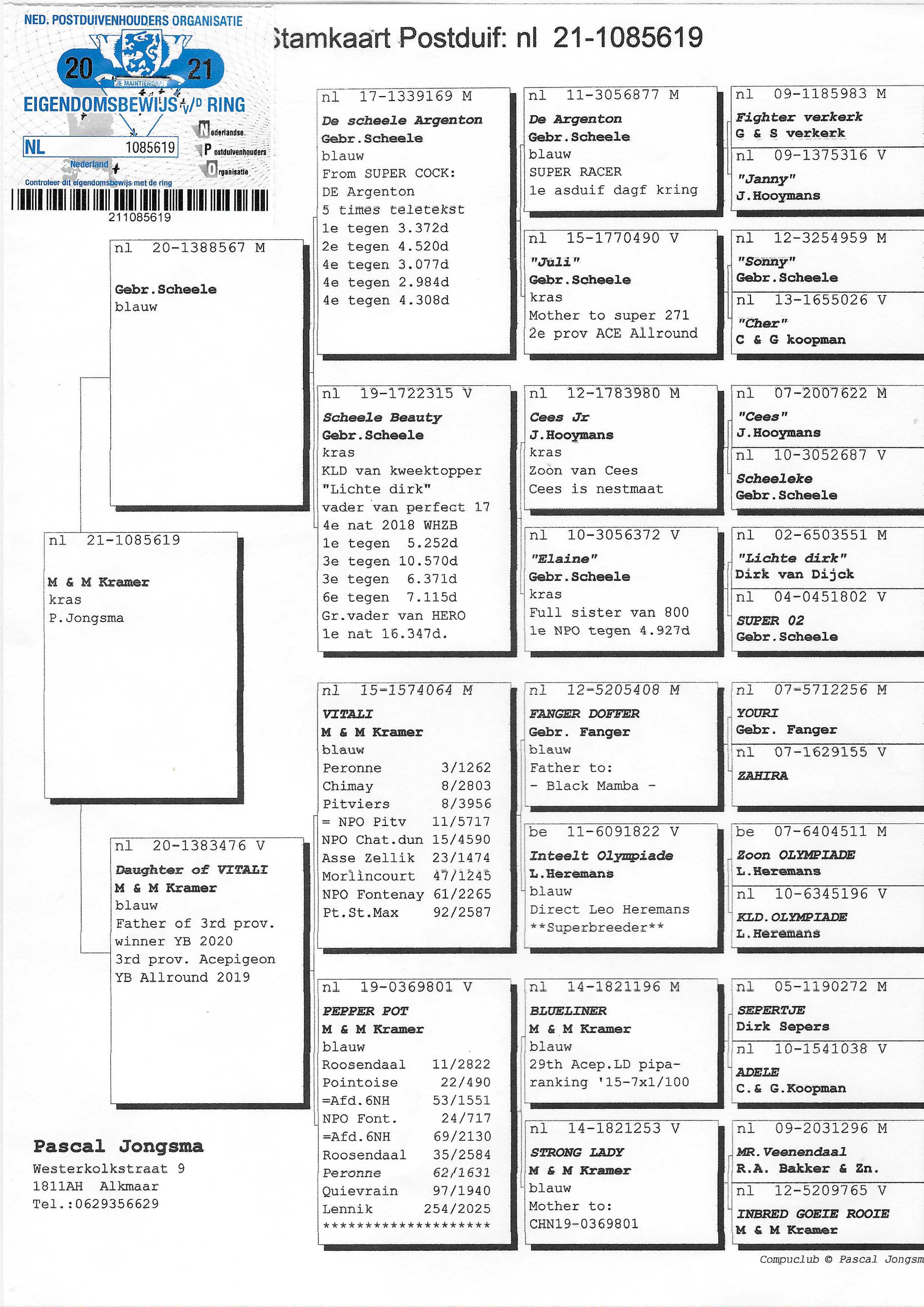 Pigeon pedigree image