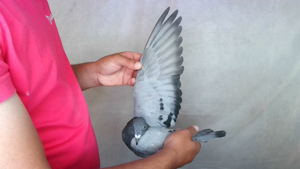 Pigeon image