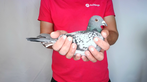 Pigeon image