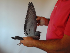 Pigeon image