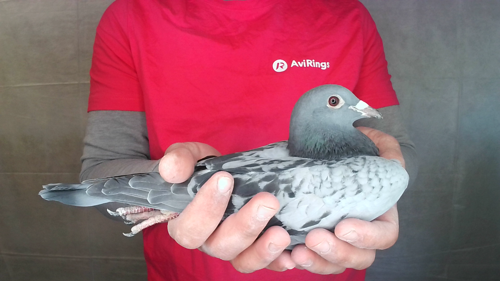 Pigeon image