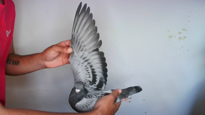 Pigeon image