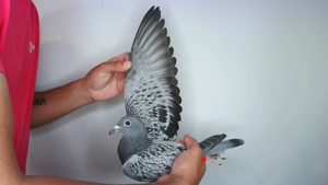 Pigeon image