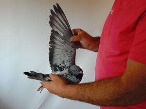 Pigeon image
