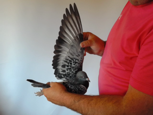 Pigeon image