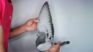 Pigeon image