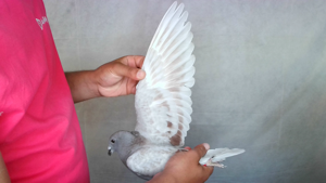 Pigeon image