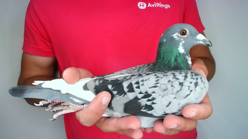 Pigeon image