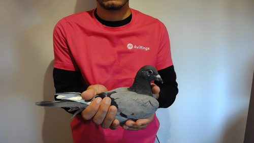 Pigeon image