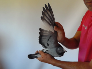 Pigeon image
