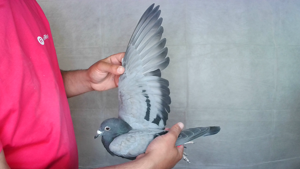 Pigeon image
