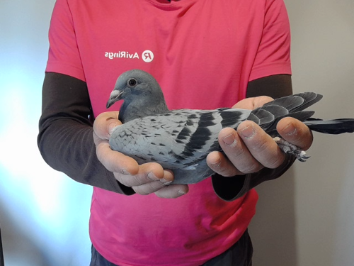 Pigeon image