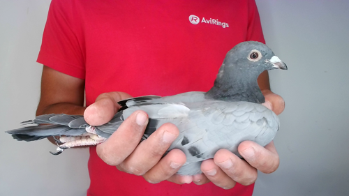 Pigeon image