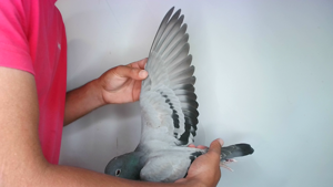 Pigeon image