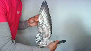 Pigeon image