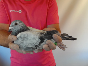 Pigeon image