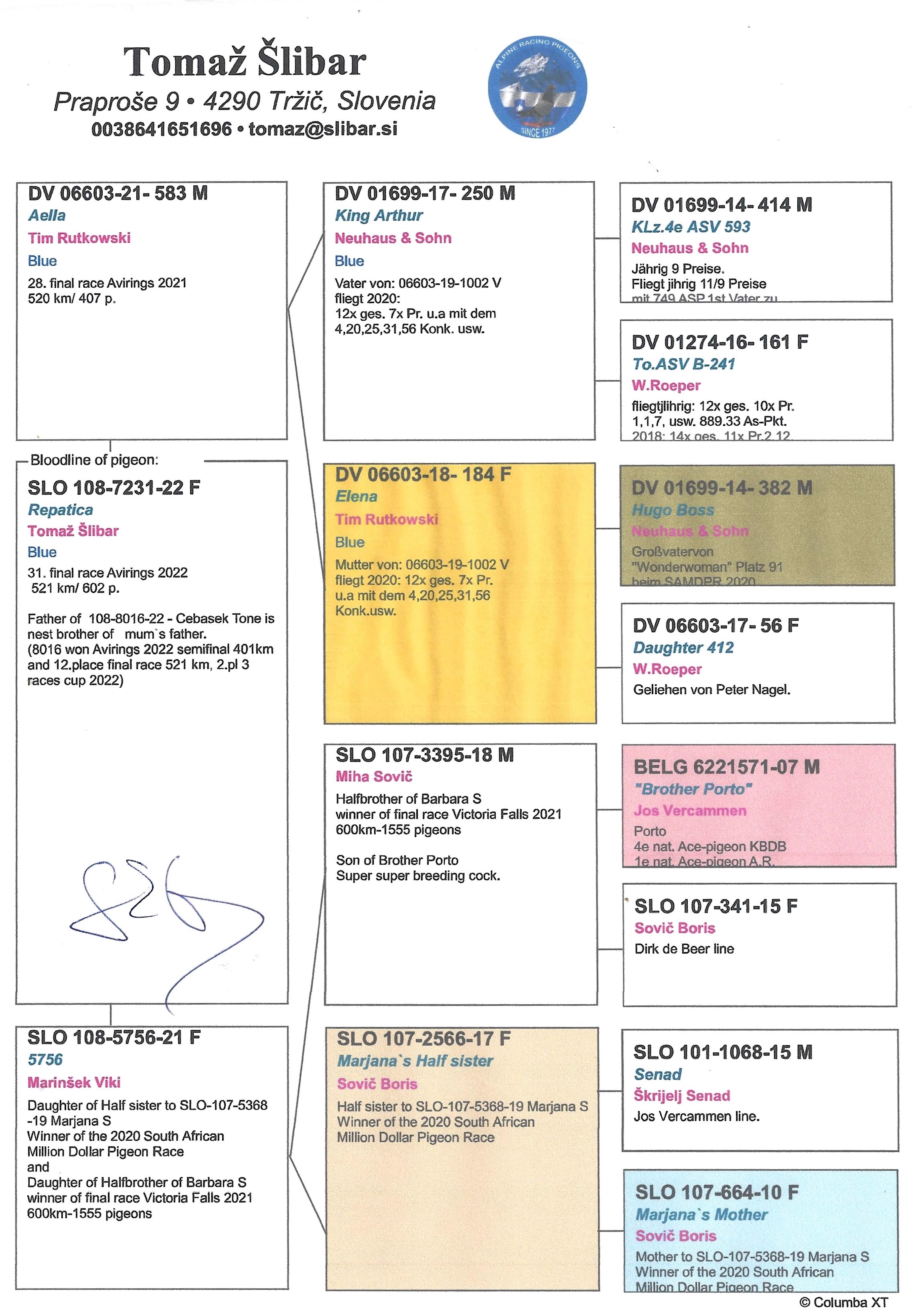 Pigeon pedigree image