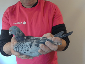 Pigeon image