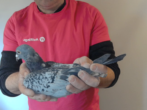 Pigeon image