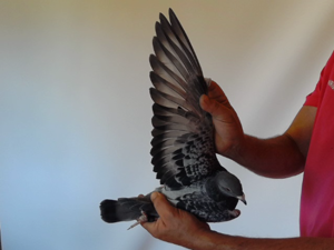 Pigeon image