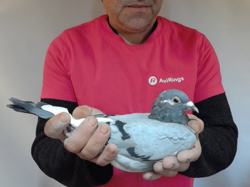 Pigeon image