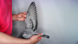 Pigeon image