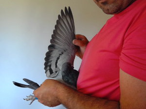 Pigeon image