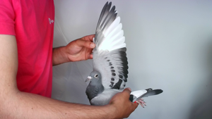 Pigeon image