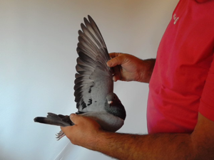 Pigeon image