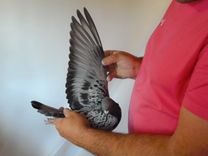 Pigeon image
