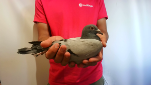 Pigeon image