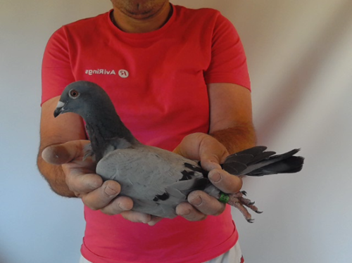 Pigeon image