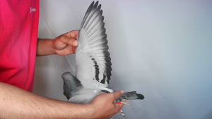 Pigeon image