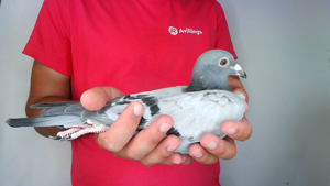 Pigeon image
