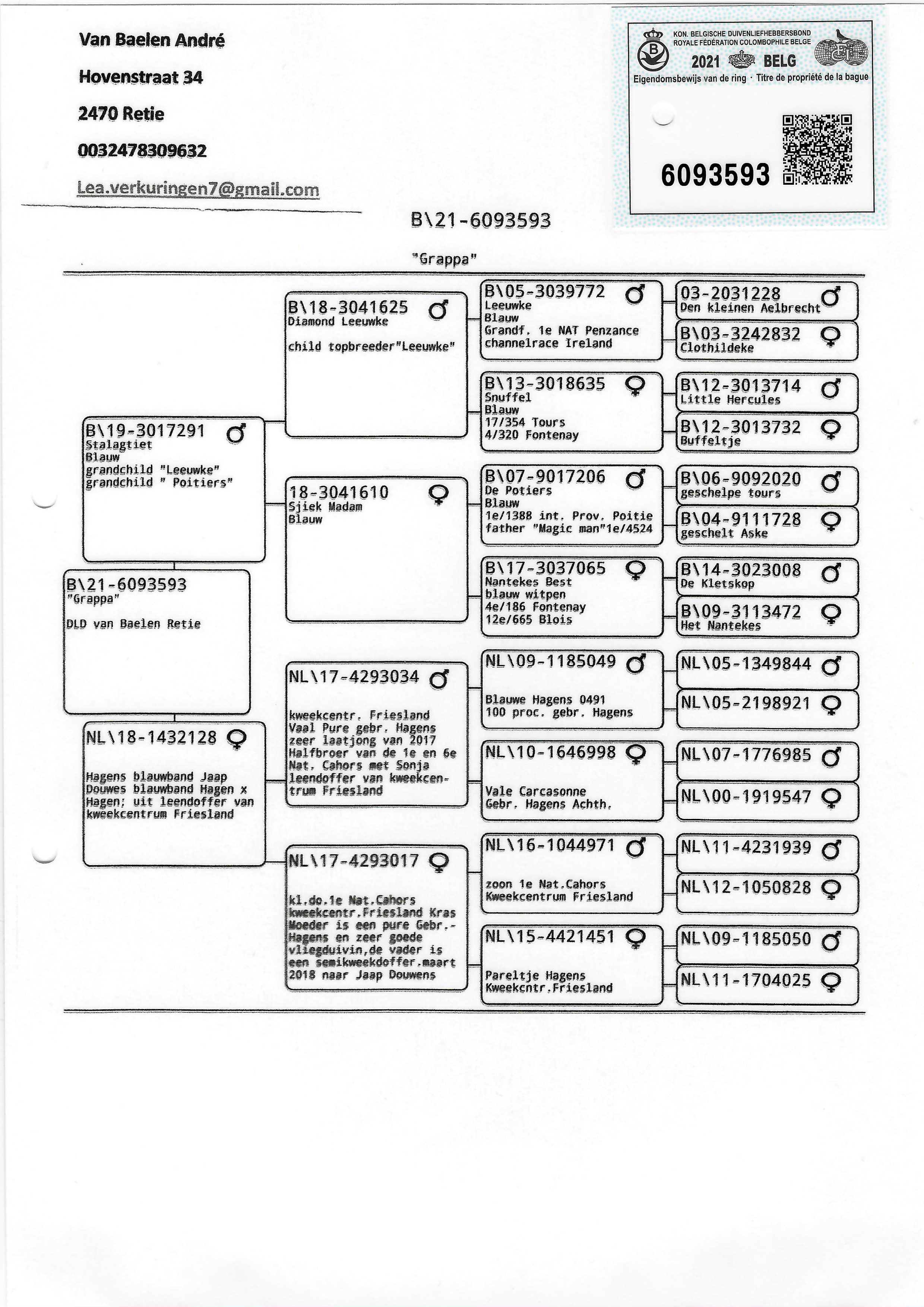 Pigeon pedigree image