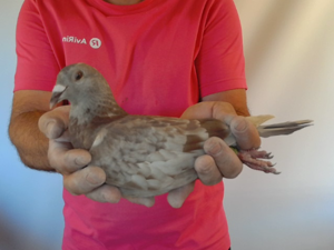 Pigeon image