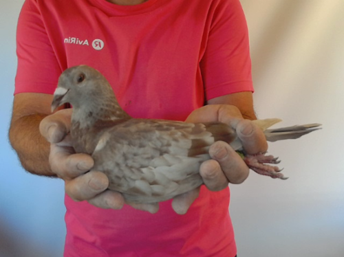 Pigeon image
