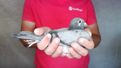 Pigeon image