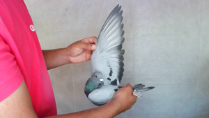 Pigeon image