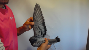 Pigeon image