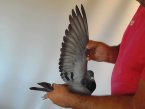 Pigeon image