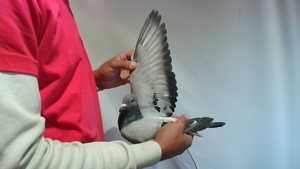 Pigeon image