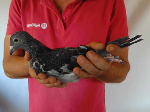 Pigeon image