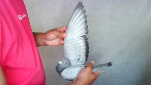 Pigeon image