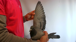 Pigeon image