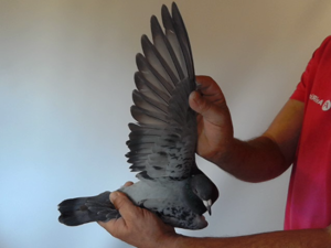 Pigeon image