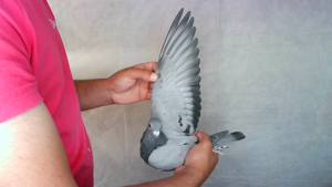 Pigeon image