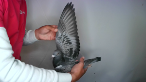 Pigeon image